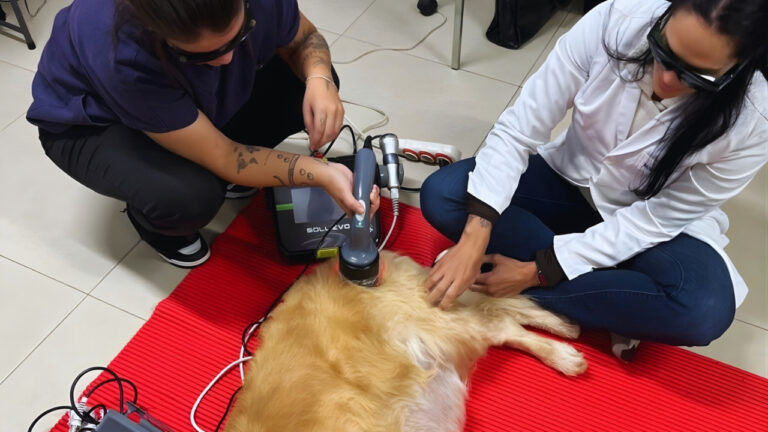 Veterinárias aplicando LASER terapêutico e ultrassom em cão durante sessão de reabilitação com o equipamento Sollievo.