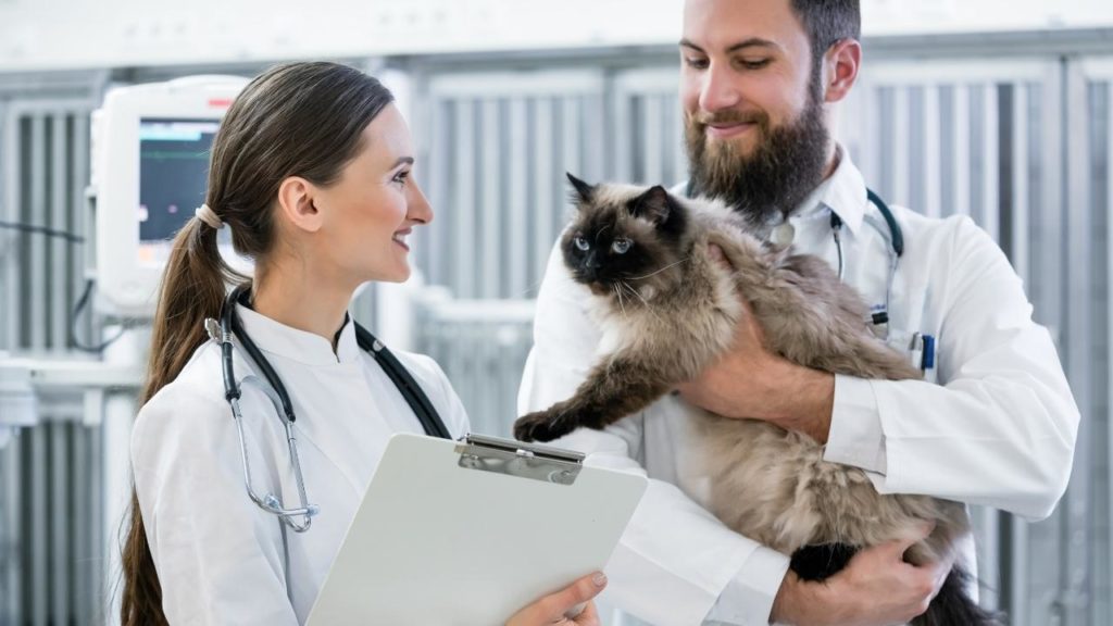 estudantes de medicina veterinária em aula prática