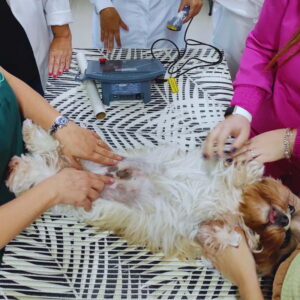 Imagem da mentoria em laserterapia veterinária