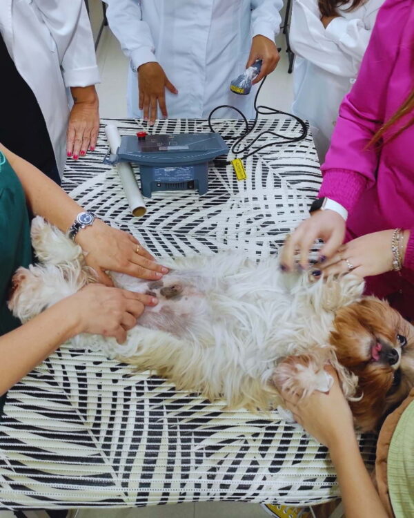 Imagem da mentoria em laserterapia veterinária