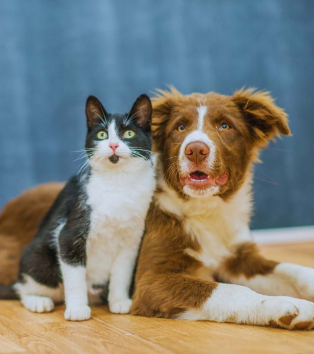 pets