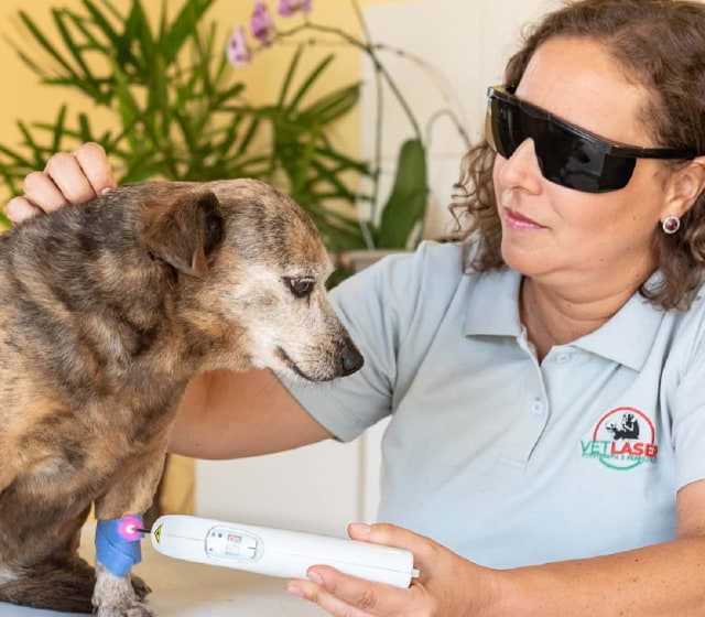 ILIB na reabilitação veterinária