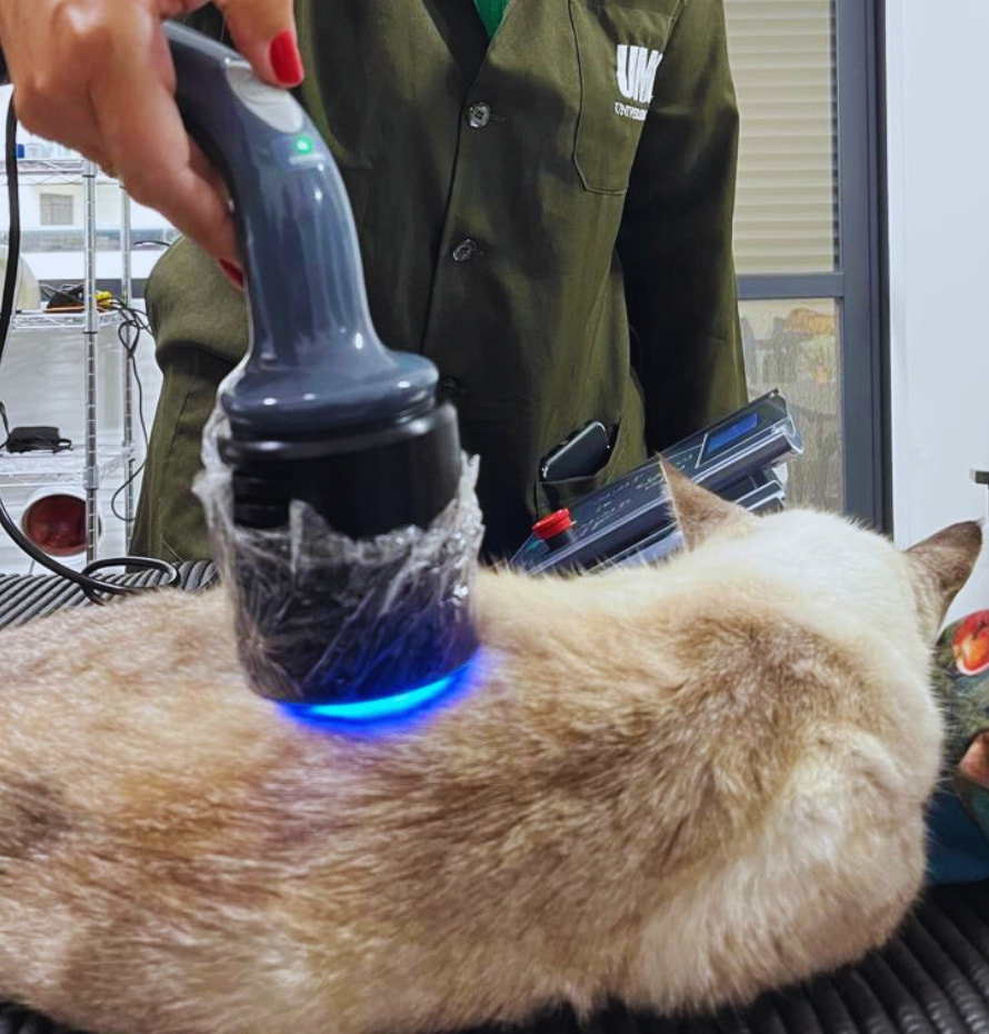Aplicação de laserterapia veterinária em felino para reabilitação e tratamento de dor crônica.