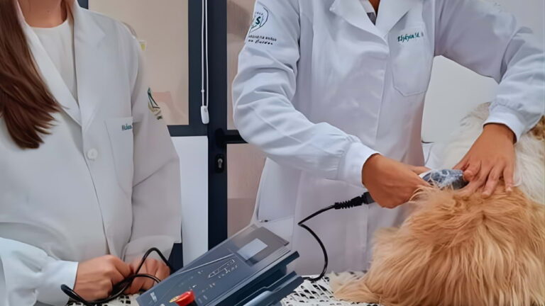 Aplicação de laserterapia veterinária em cão durante aula prática com equipamento profissional em ambiente clínico