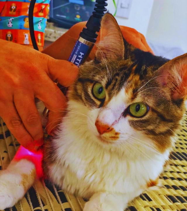 Gato durante sessão de Laserterapia Veterinária com a Dra Antonieta Zabeu para alívio da dor e inflamação durante tratamento de reabilitação em São José dos Campos - SP